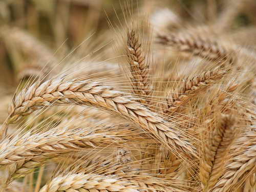 Wheat